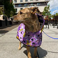 Raincoat for dog "Doggo in sheep's clothing" - Master