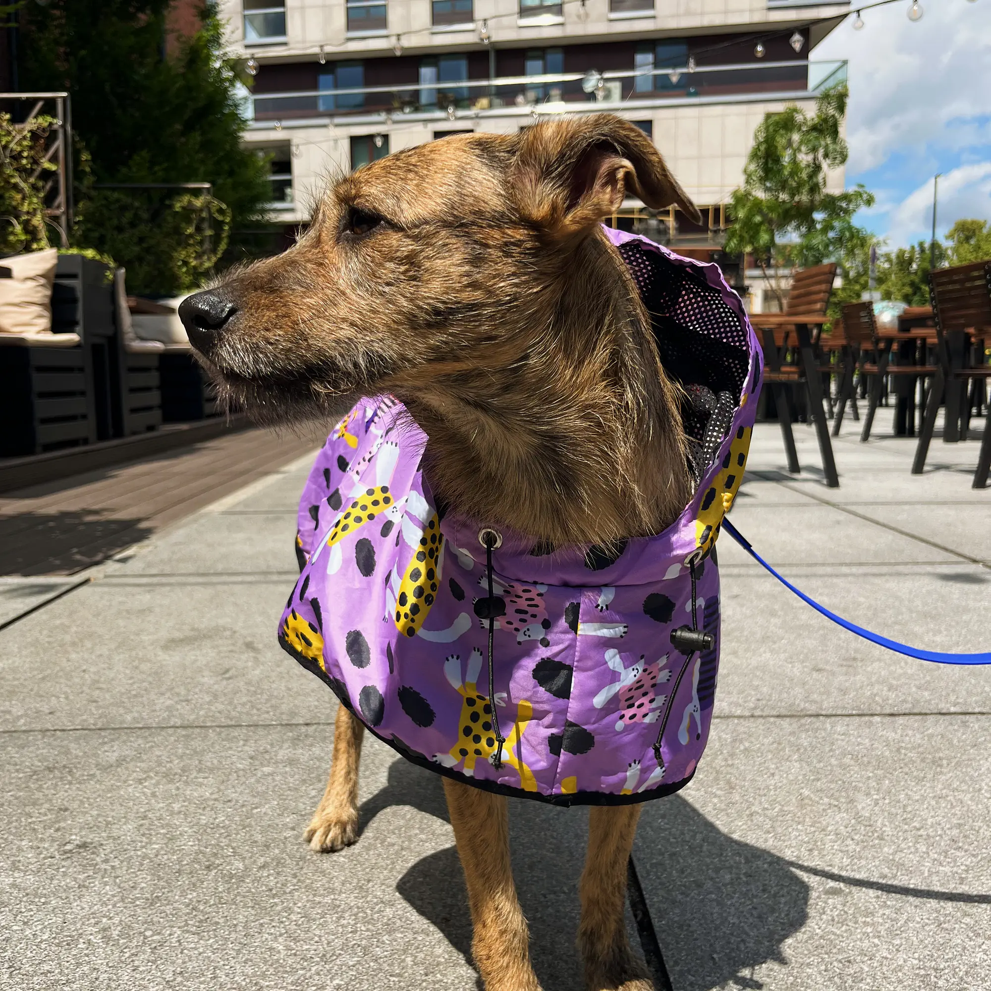 Raincoat for dog "Doggo in sheep's clothing" - Master