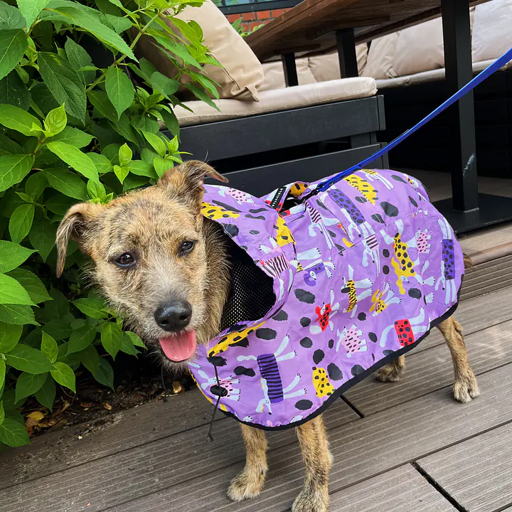 Raincoat for dog "Doggo in sheep's clothing" - Master