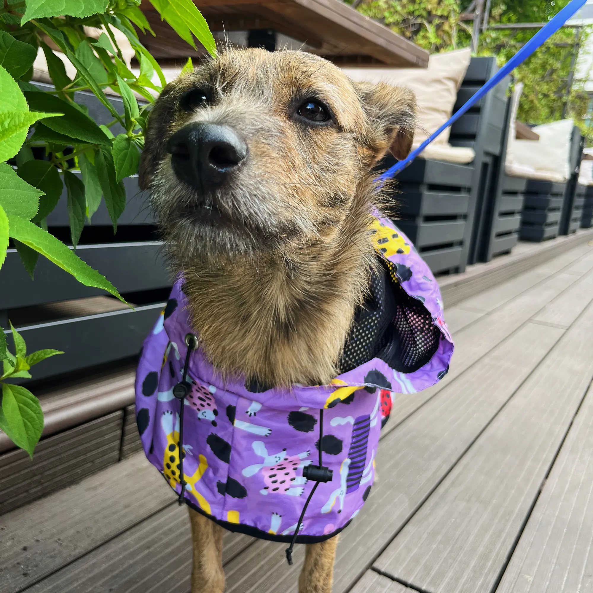 Raincoat for dog "Doggo in sheep's clothing" - Master