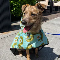 Raincoat for dog "Sausage dog" - Master