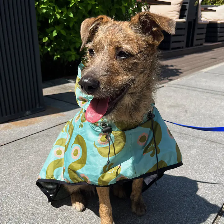 Raincoat for dog "Sausage dog" - Master