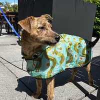 Raincoat for dog "Sausage dog" - Master