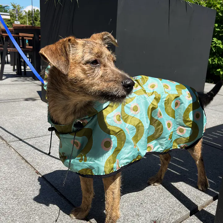 Raincoat for dog "Sausage dog" - Master