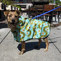 Raincoat for dog "Sausage dog" - Master