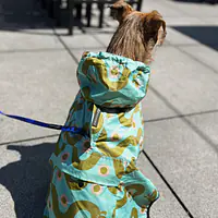 Raincoat for dog "Sausage dog" - Master