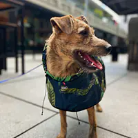 Raincoat for dog "Doggolage" - Master