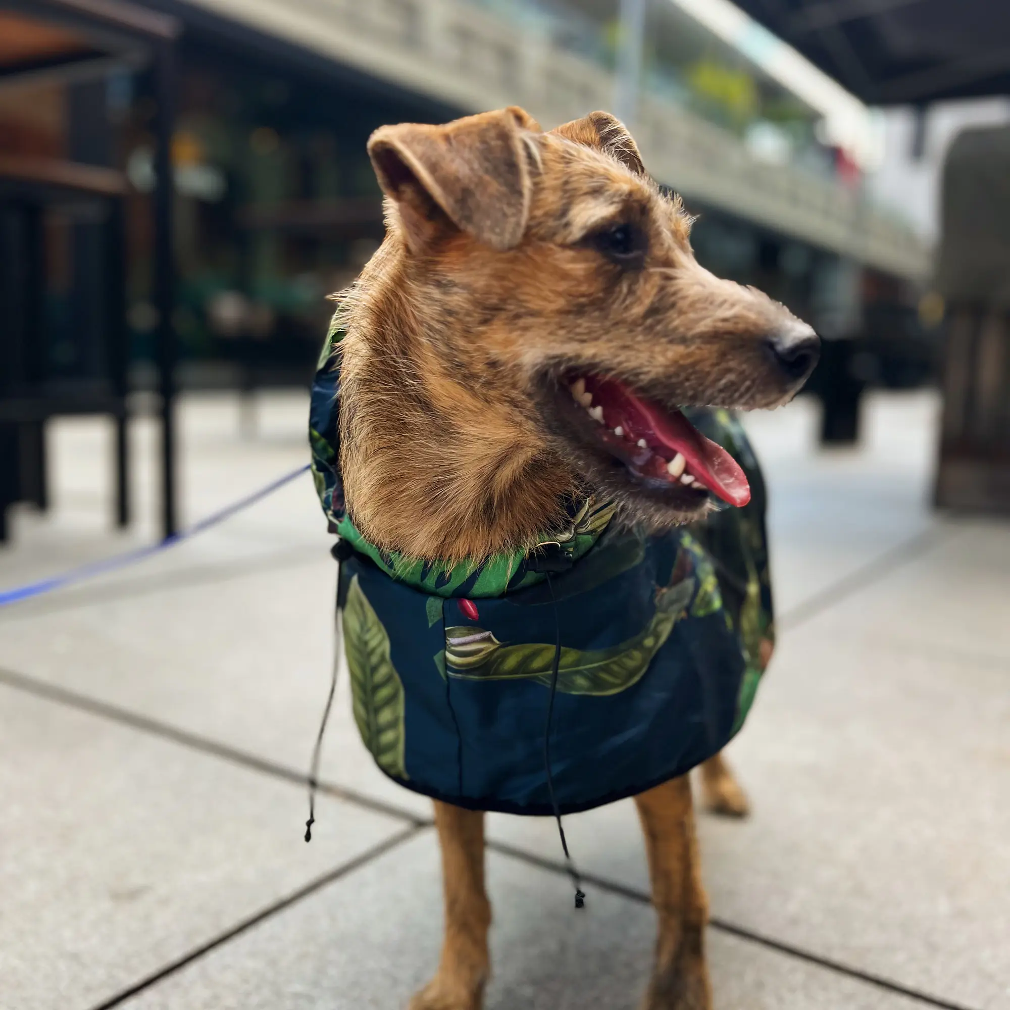 Raincoat for dog "Doggolage" - Master