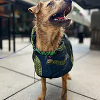 Raincoat for dog "Doggolage" - Master