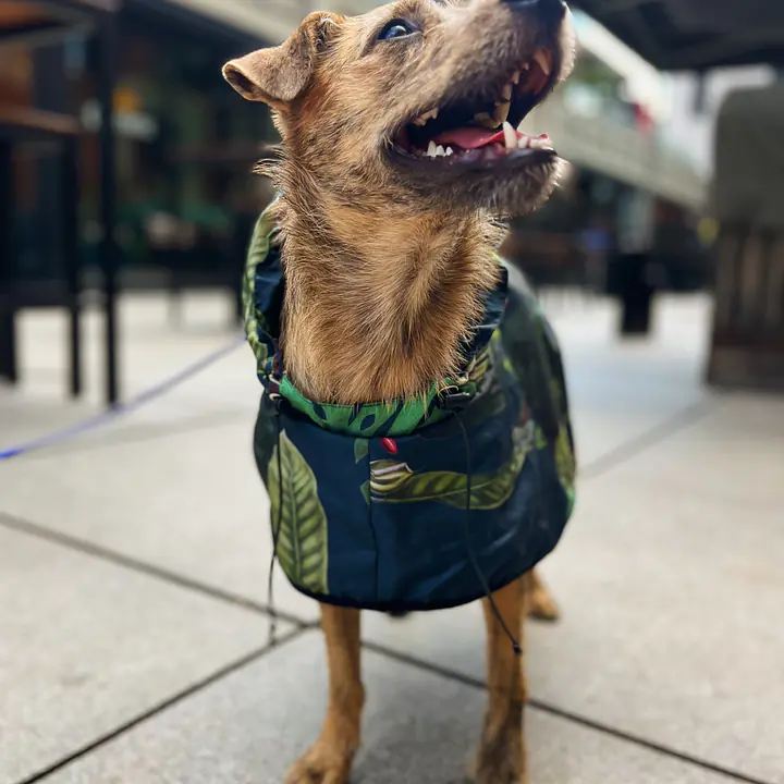 Raincoat for dog "Doggolage" - Master