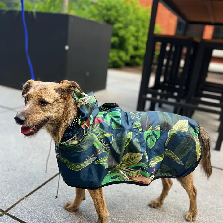 Raincoat for dog "Doggolage" - Master