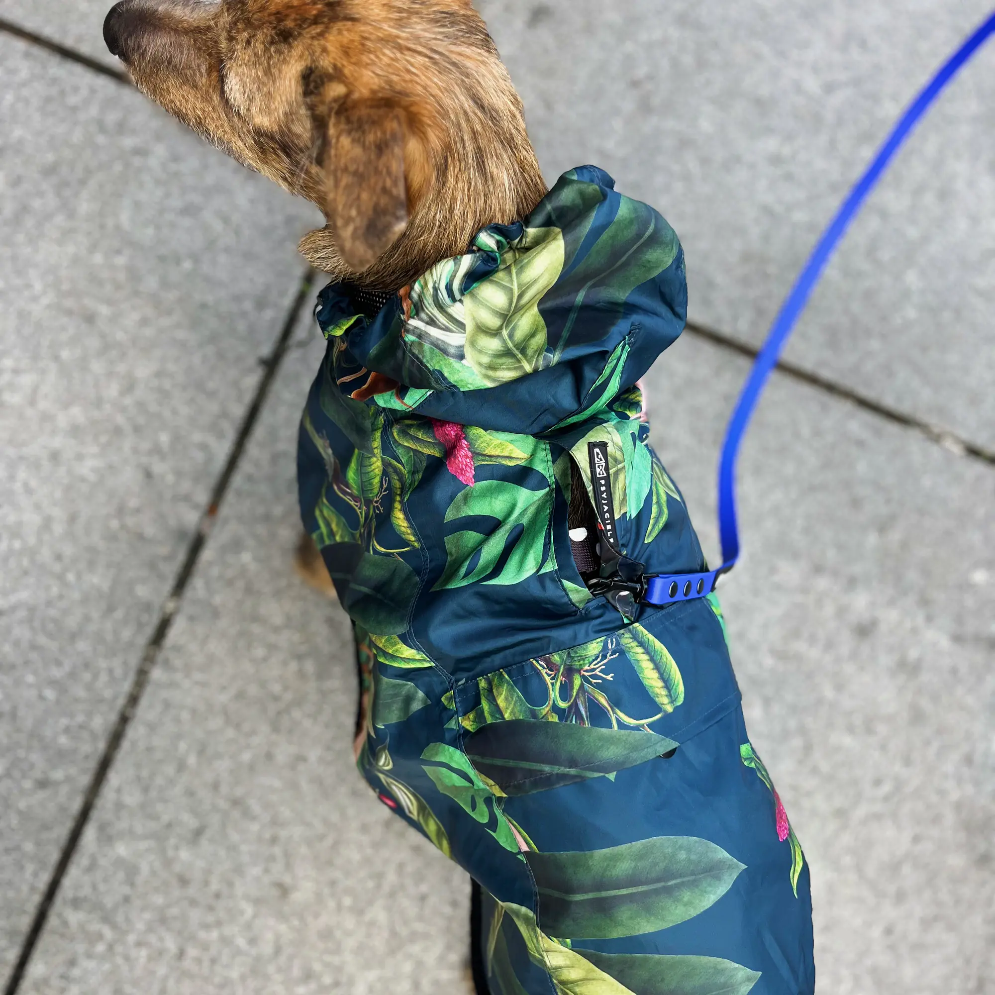 Raincoat for dog "Doggolage" - Master