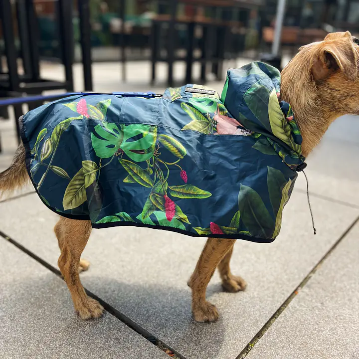 Raincoat for dog "Doggolage" - Master