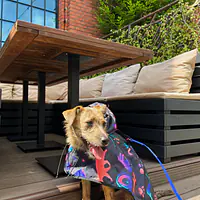 Raincoat for dog "Psychodelic" - Master