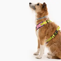 "We went bananas" pressure-free harness - Master