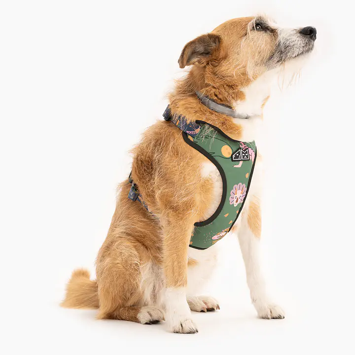 Szelki bezuciskowe dla psa lub kota "Oh my Gad" - Master