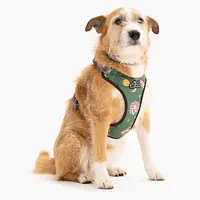 Szelki bezuciskowe dla psa lub kota "Oh my Gad" - Master