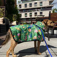 Raincoat for dog "Doggosaurus" - Master