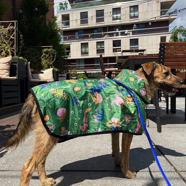 Raincoat for dog "Doggosaurus" - Master