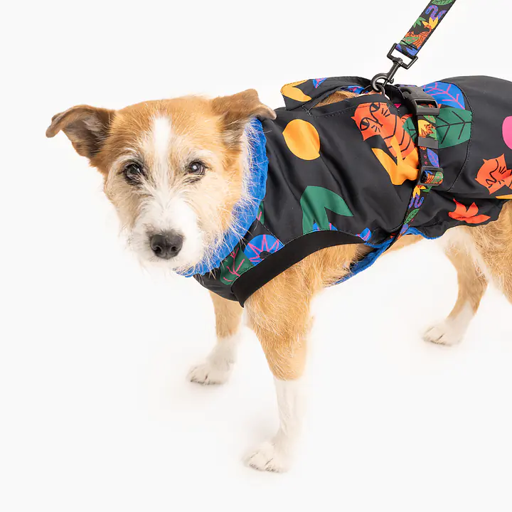 Kurtka dla psa "Eye of the tiger" - Master