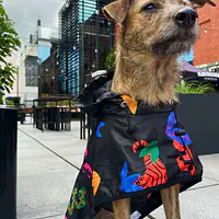 Raincoat for dog "Eye of the tiger" - Master