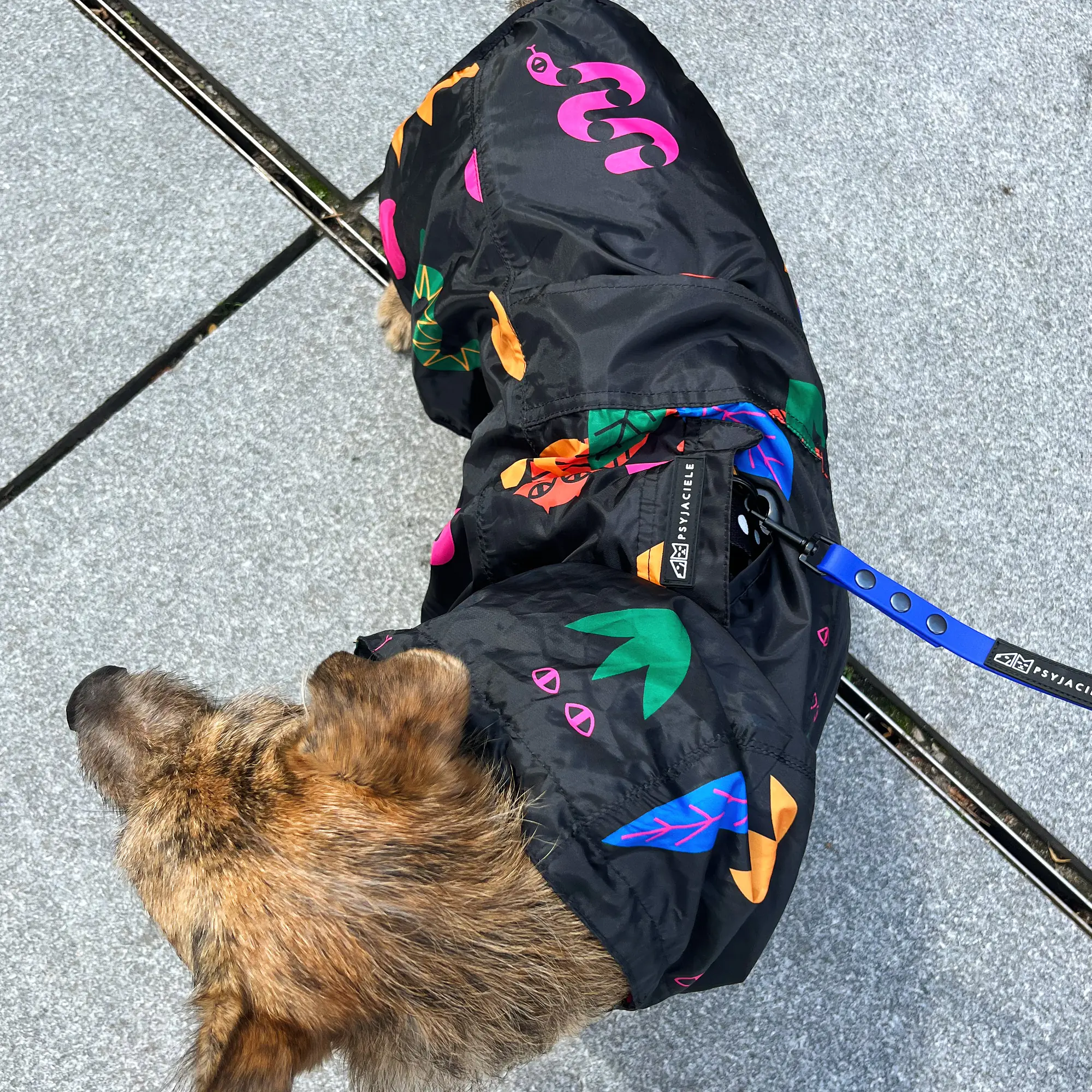 Raincoat for dog "Eye of the tiger" - Master