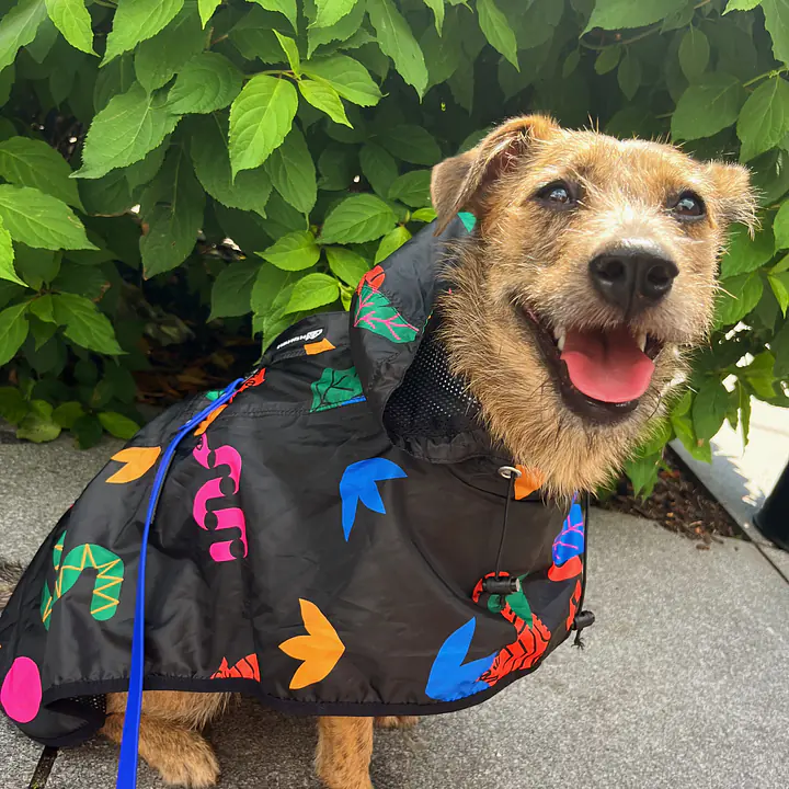 Raincoat for dog "Eye of the tiger" - Master