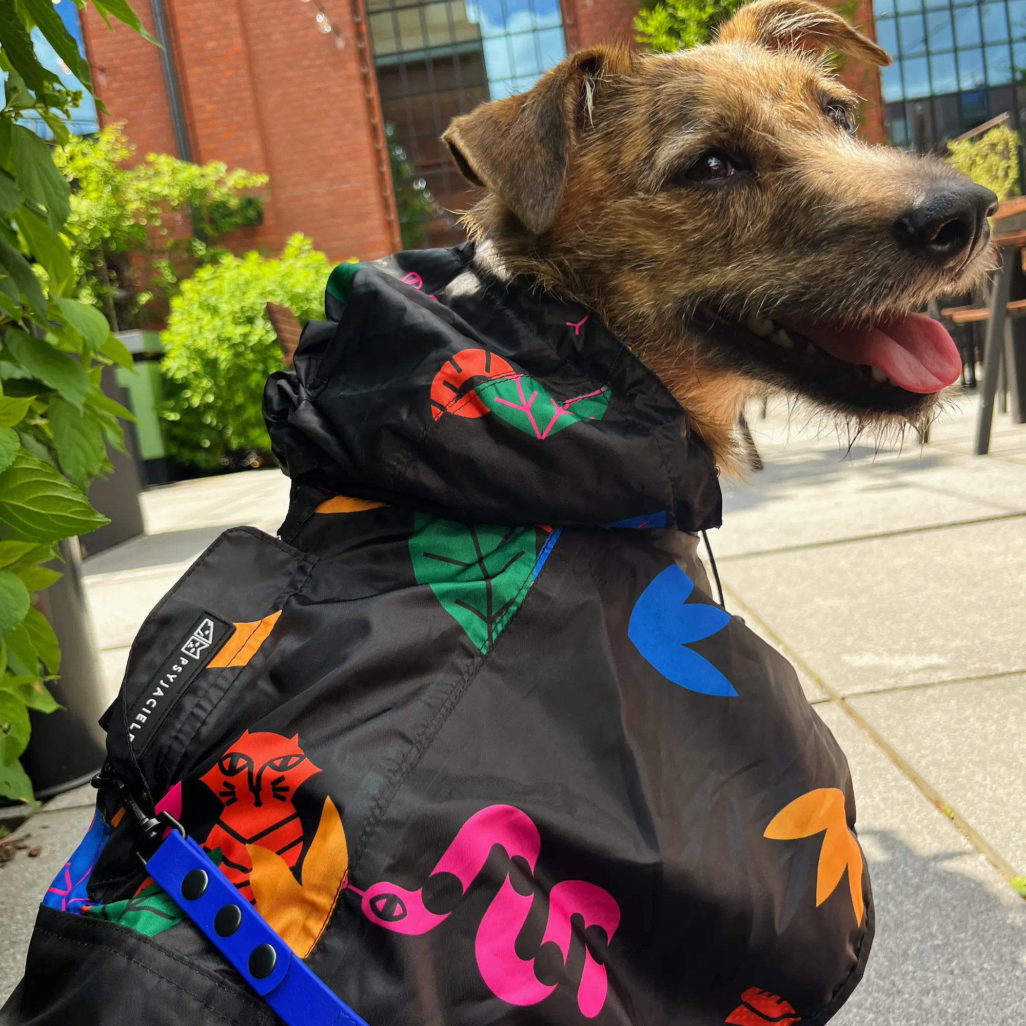 Raincoat for dog "Eye of the tiger" - Master