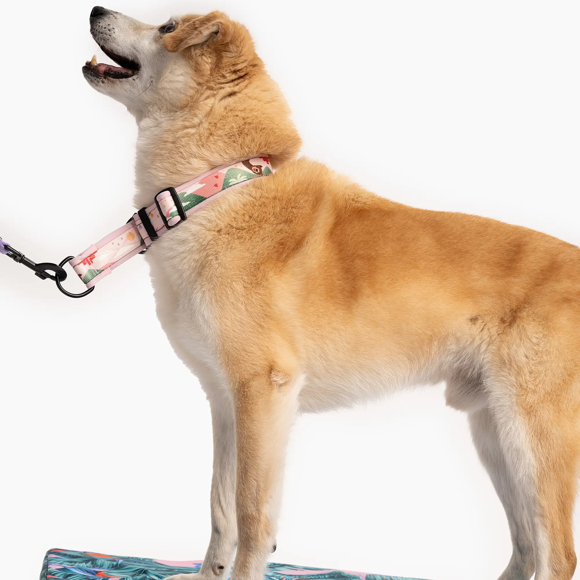 Half-clamp SUPER SOFT collar "Play with my nuts" - Master