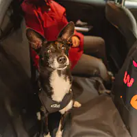 Mata samochodowa dla psa - Master