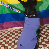 Haftowana bluza dla psa "Purple"   - Master