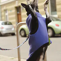 Haftowana bluza dla psa "Purple"   - Master