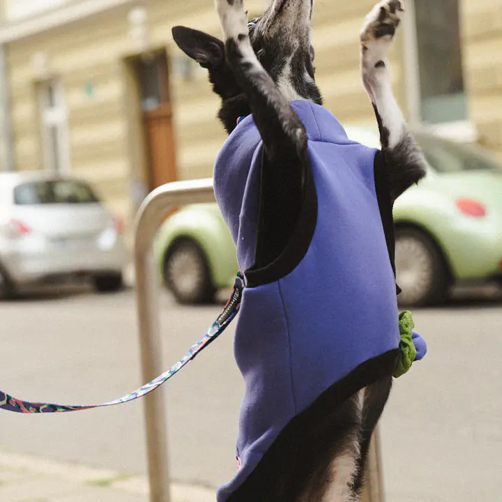 Haftowana bluza dla psa "Purple"   - Master