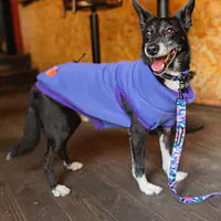 Haftowana bluza dla psa "Purple"   - Master