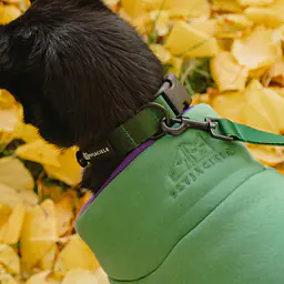 Haftowana bluza dla psa "Green"   - Master