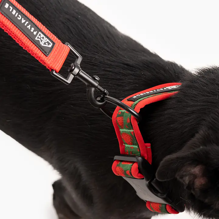 SUPER SOFT dog collar "No drama lama" - Master