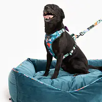 WYPRZEDAŻ Kanapa welurowa "Mokry sen kury" - Master