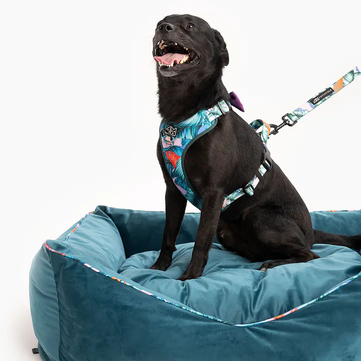 WYPRZEDAŻ Kanapa welurowa "Mokry sen kury" - Master