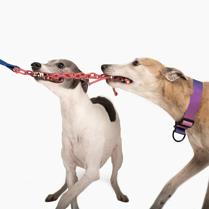 Rope toy "Purple AF" - Master