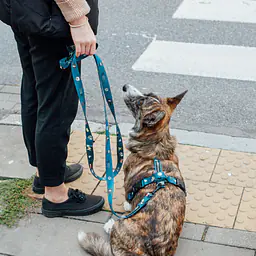 "Doggomaki" leash with a shock absorber - Master