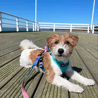 Szelki bezuciskowe dla psa lub kota "Under my ombrella" TURKUS - Master