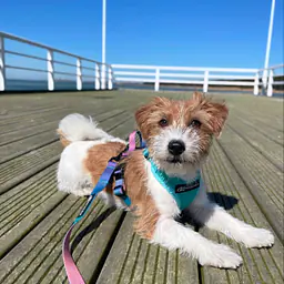 Szelki bezuciskowe dla psa lub kota "Under my ombrella" TURKUS - Master