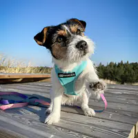 Szelki bezuciskowe dla psa lub kota "Under my ombrella" TURKUS - Master