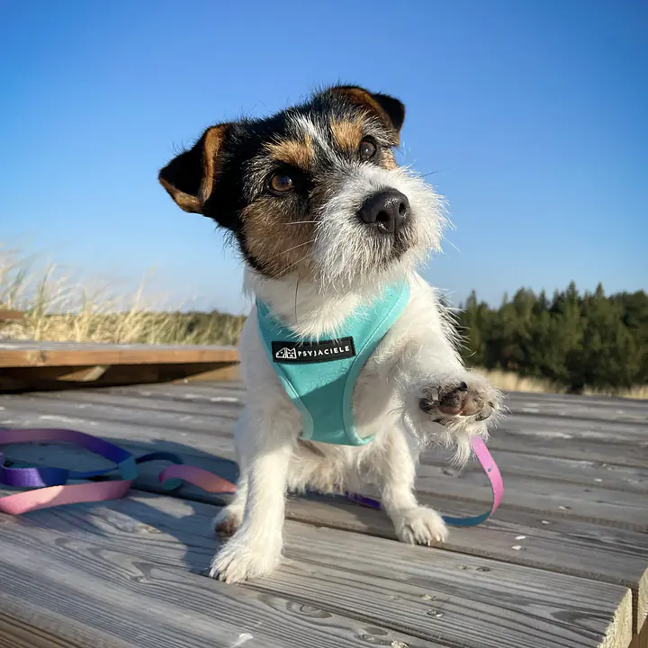 Szelki bezuciskowe dla psa lub kota "Under my ombrella" TURKUS - Master