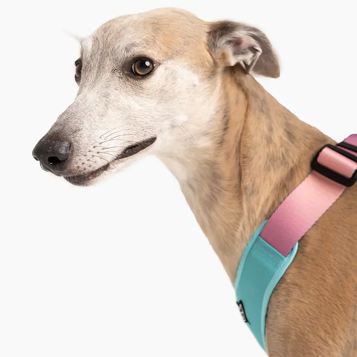 Szelki bezuciskowe dla psa lub kota "Under my ombrella" TURKUS - Master