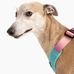 Szelki bezuciskowe dla psa lub kota "Under my ombrella" TURKUS - Master