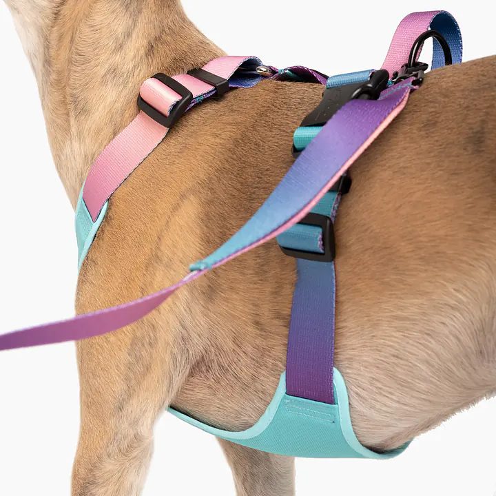 Szelki bezuciskowe dla psa lub kota "Under my ombrella" TURKUS - Master