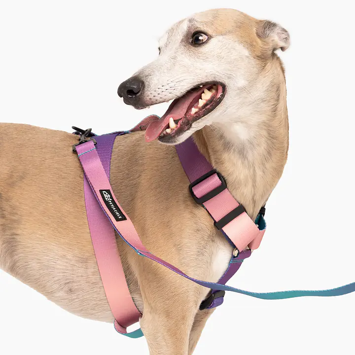 Dog or cat guard harness "Under my ombrella" Turquoise  - Master