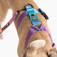 Dog or cat guard harness "Under my ombrella" Turquoise  - Master