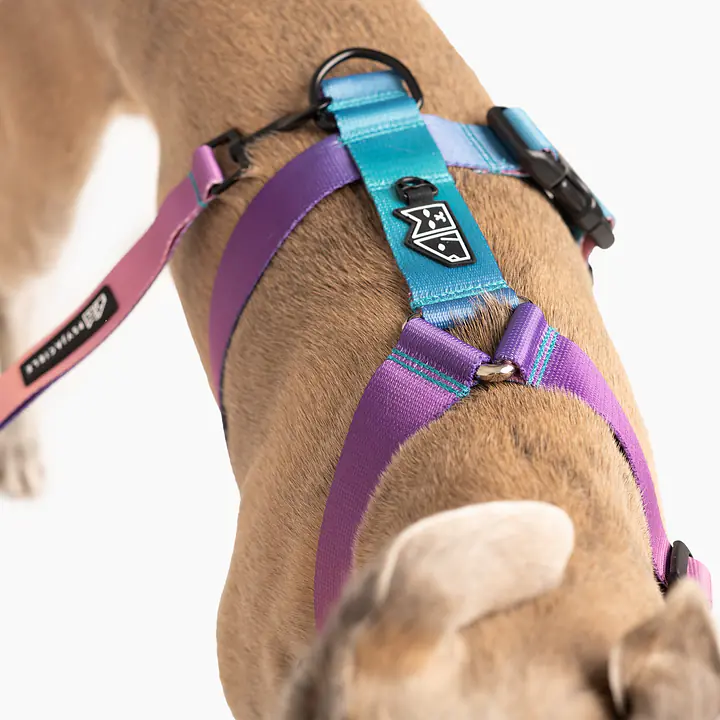 Dog or cat guard harness "Under my ombrella" Turquoise  - Master